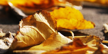 Make certain you tell your health care carrier if you establish any sort of major side effects of Accutane, such as yellowing of the skin or eyes, regular peeing, eyesight troubles, temperature, battering heartbeat, distressing dryness of the eyes, dark colored urine, unusual thirst, rectal blood loss, breakout, muscular tissue weakness, getting worse heartburn, joint or muscle pain, looseness of the bowels, and difficulty hearing.