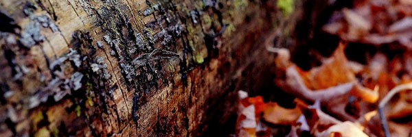 Your medical specialist will certainly likewise inform you more concerning a few of the dangers associated with taking Accutane, to ensure the perks exceed possible threats.